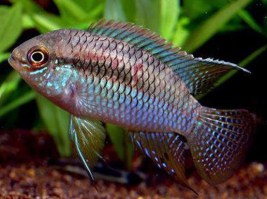 Laetacara curviceps